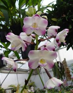 Eulophia roempleriana