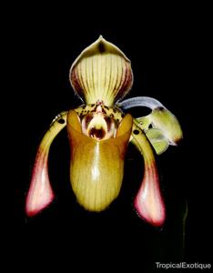 Paphiopedilum richardianum