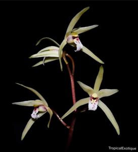 Cymbidium aliciae