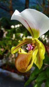 Paphiopedilum spicerianum