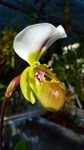 Paphiopedilum spicerianum