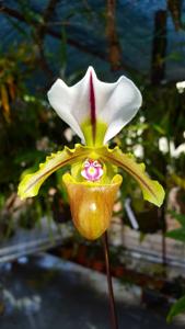 Paphiopedilum spicerianum