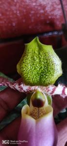 Paphiopedilum dodyanum