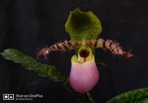 Paphiopedilum dodyanum