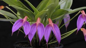 Masdevallia rosea