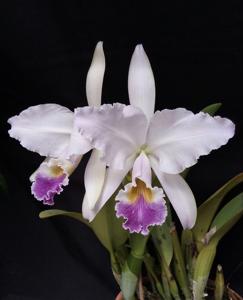 Cattleya gaskelliana