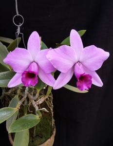 Cattleya praestans