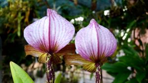 Paphiopedilum charlesworthii