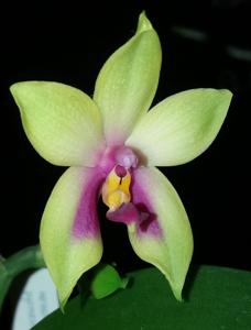 Phalaenopsis bellina