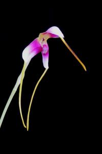 Masdevallia estradae