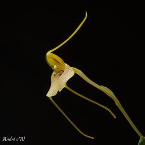 Masdevallia pteroglossa