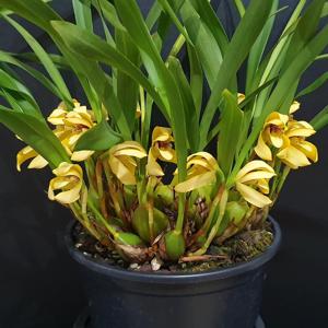 Maxillaria chrysantha