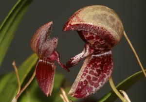 Bulbophyllum maquilingense