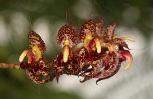 Bulbophyllum cornu-ovis