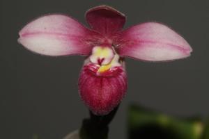 Phragmipedium fischeri