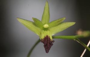 Dendrobium hemimelanoglossum