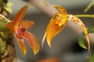 Bulbophyllum membranifolium subsp. inunctum