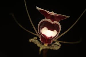 Corybas pictus