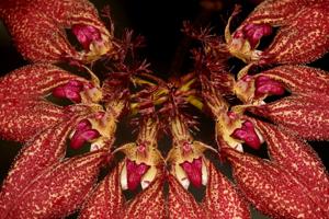 Bulbophyllum rothschildianum