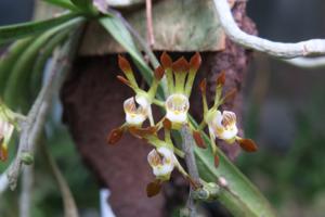 Sarcochilus dilatatus