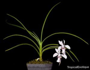 Holcoglossum lingulatum