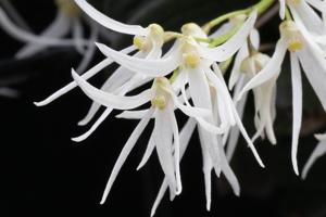 Dendrobium linguiforme