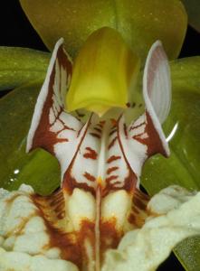 Coelogyne schilleriana