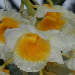 Dendrobium farmeri