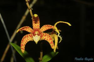 Dendrobium insigne