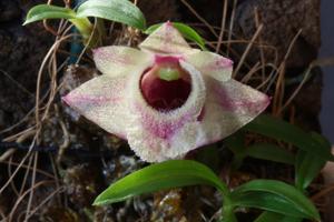 Dendrobium hekouense