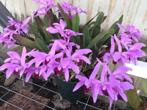 Cattleya perrinii