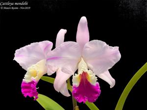 Cattleya mendelii