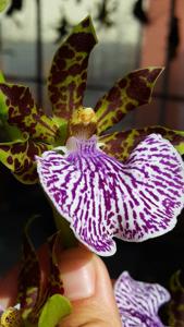 Zygopetalum maculatum