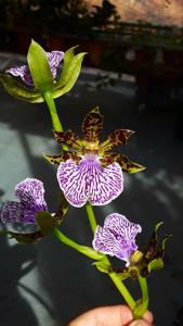 Zygopetalum maculatum