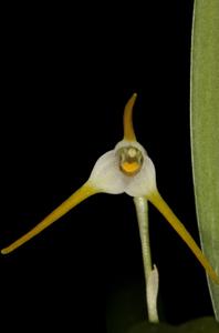 Masdevallia attenuata