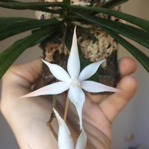 Aerangis kirkii