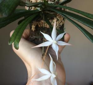 Aerangis kirkii