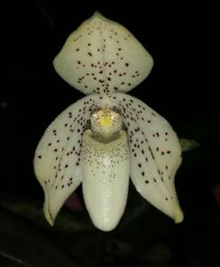 Paphiopedilum concolor