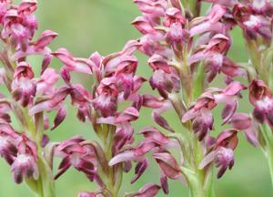 Anacamptis coriophora