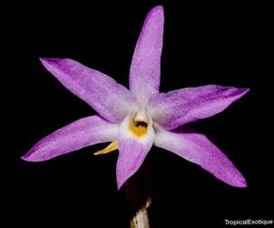 Dendrobium moniliforme