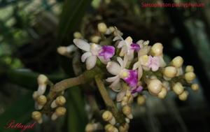 Sarcophyton pachyphyllum