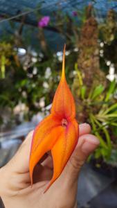 Masdevallia veitchiana