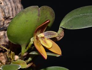 Pleurothallopsis monetalis