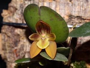 Pleurothallopsis monetalis