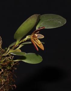 Pleurothallopsis monetalis