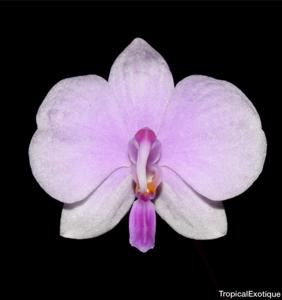 Phalaenopsis lowii