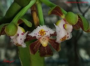 Gastrochilus acutifolius