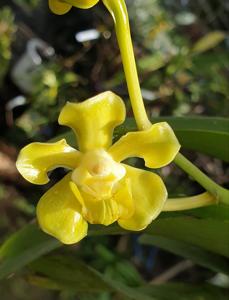 Vanda helvola