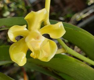 Vanda helvola