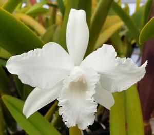 Cattleya lobata